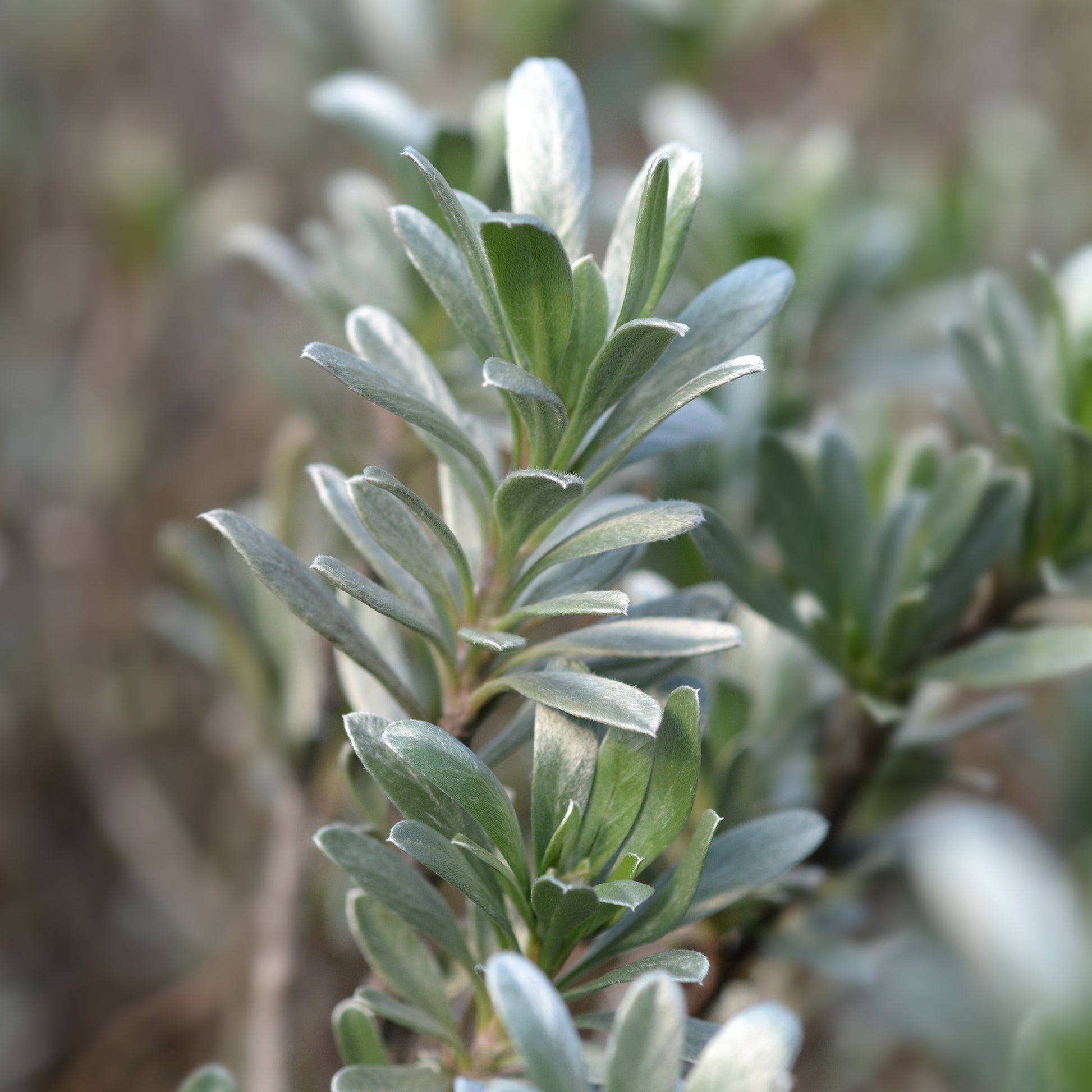 Convolvulus cneorum - Silberwinde - Bodendecker