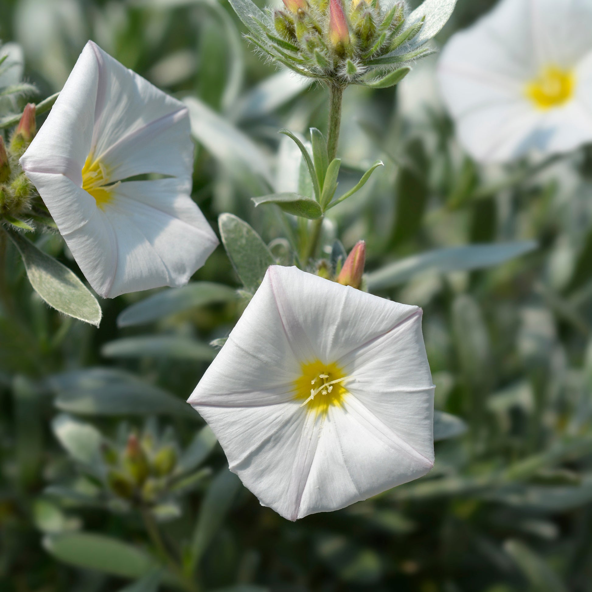 Silberwinde - Convolvulus cneorum - Bakker