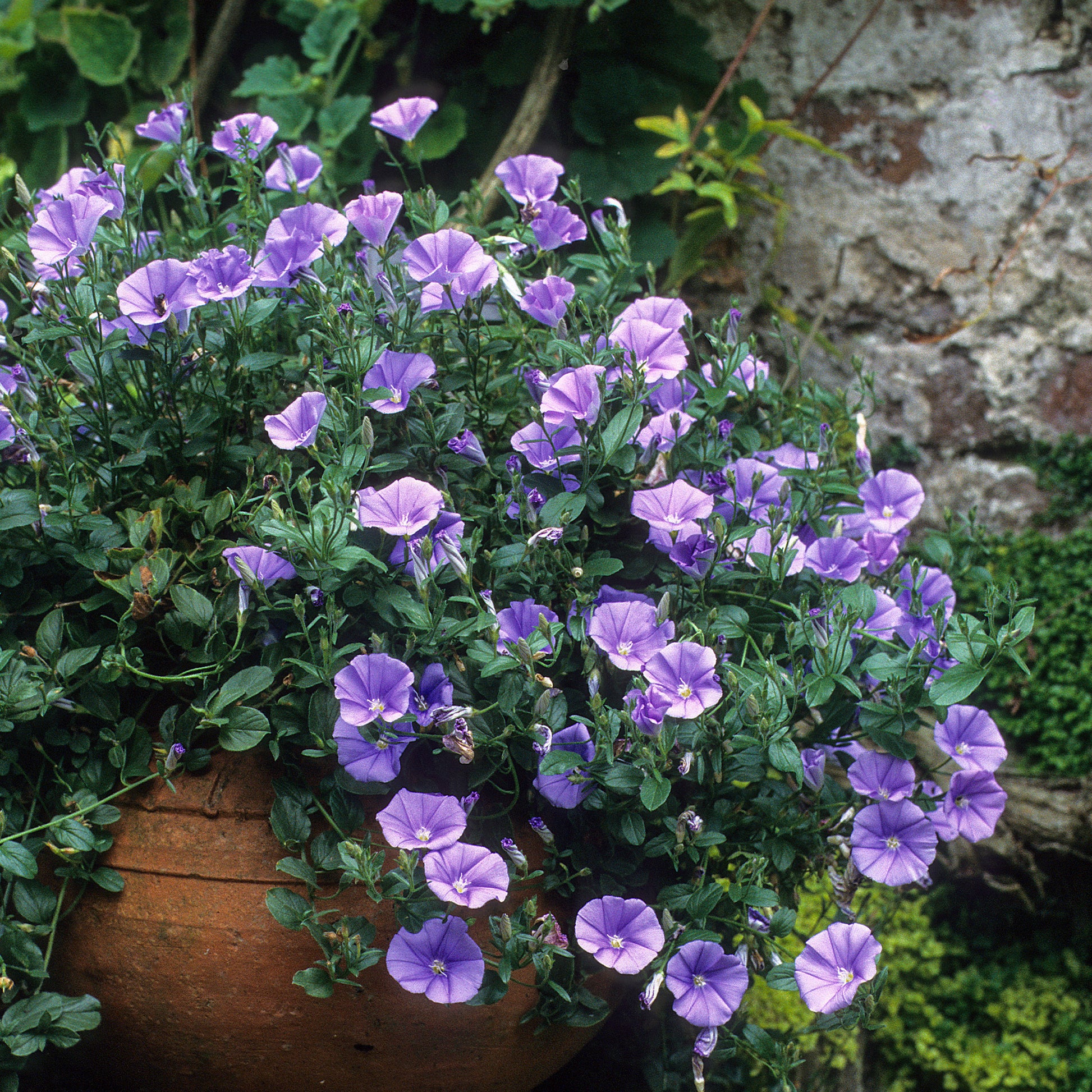 Convolvulus manati Deep Blue - Mauretanische Winde New Blue® - Bodendecker