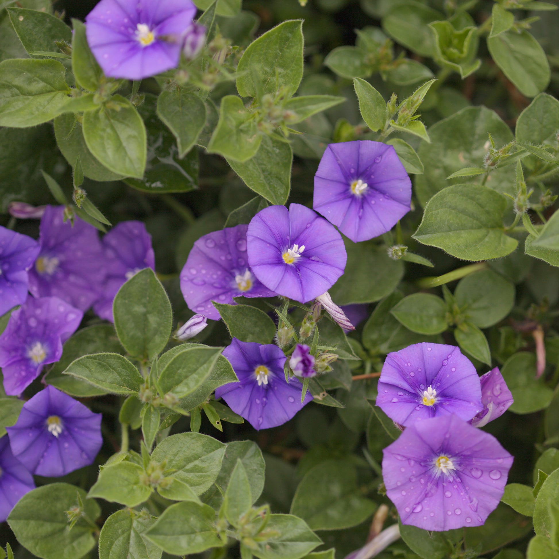 Mauretanische Winde New Blue® - Convolvulus manati Deep Blue - Bakker
