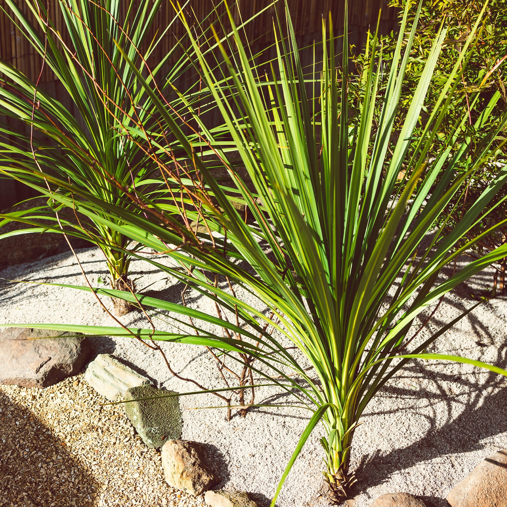 Cordyline (Kohlpalme) - Bakker