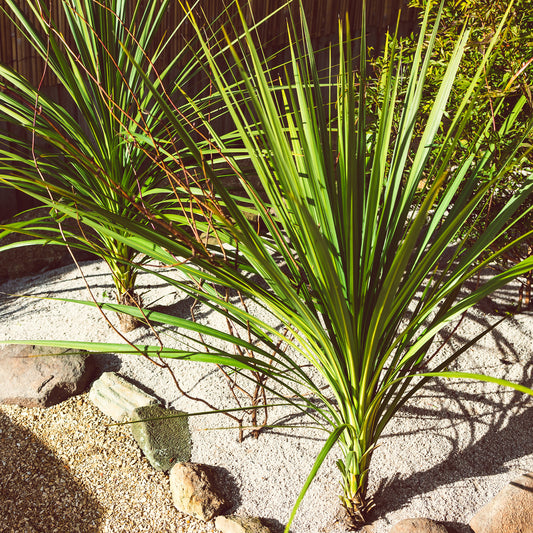 Cordyline (Kohlpalme) - Bakker