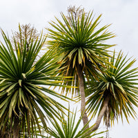Cordyline (Kohlpalme) - Cordyline australis - Bakker