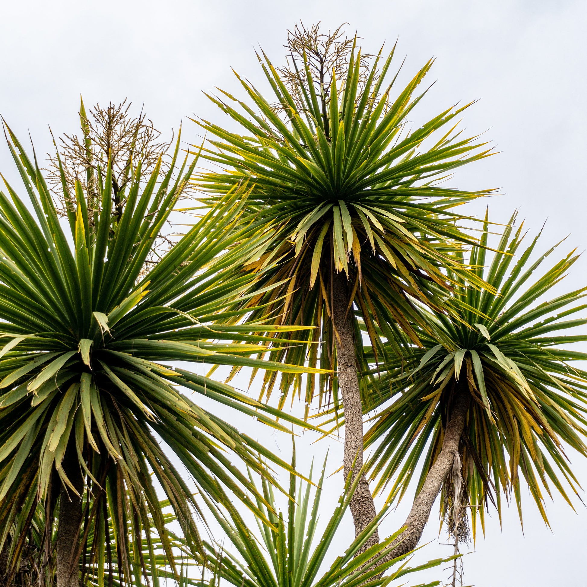 Cordyline (Kohlpalme) - Cordyline australis - Bakker