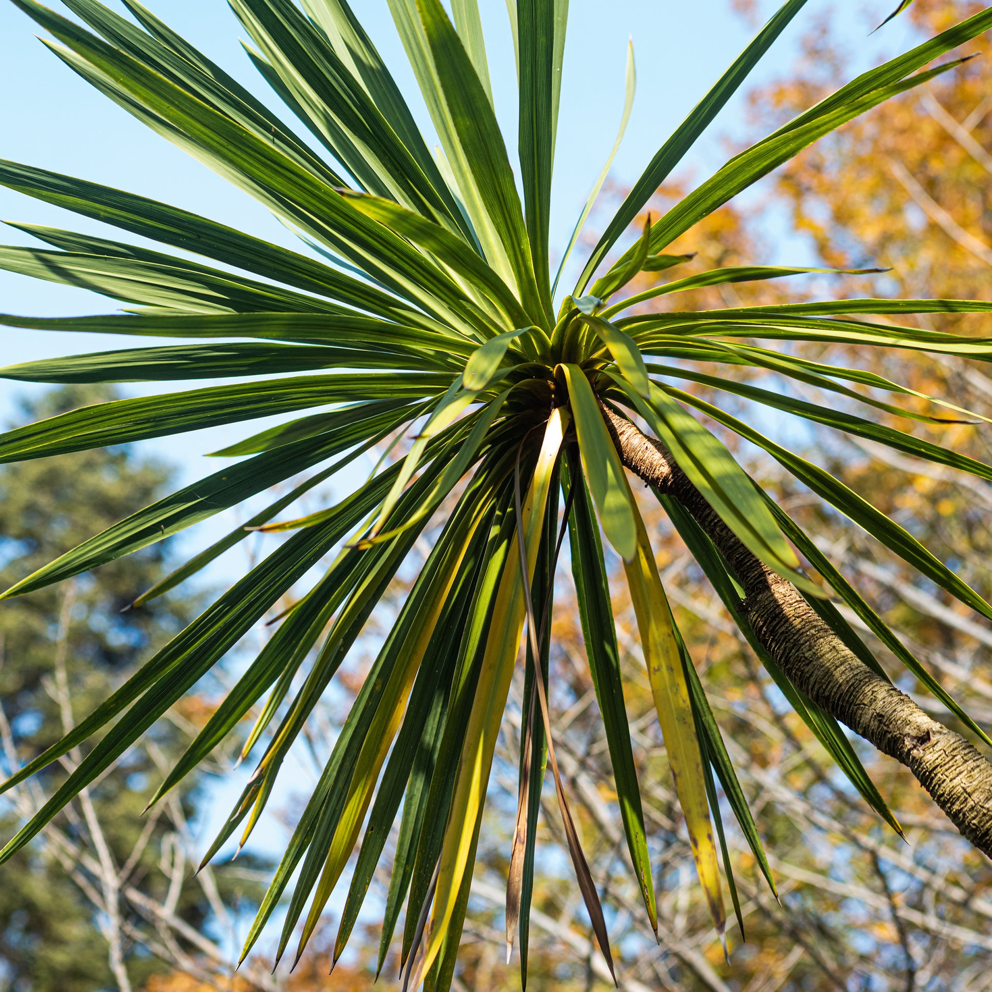 Cordyline - Cordyline (Kohlpalme) - Cordyline australis