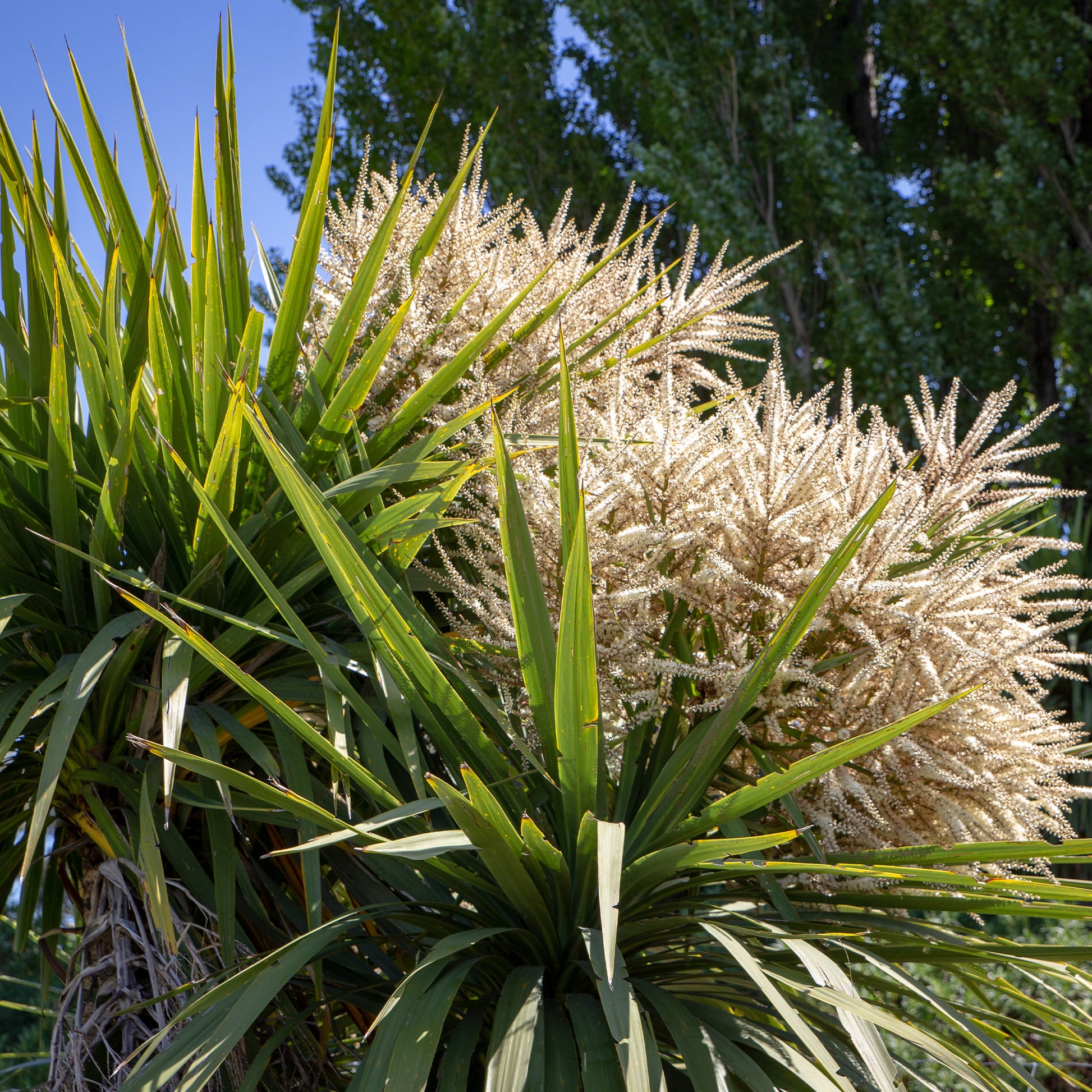 Cordyline australis - Cordyline (Kohlpalme) - Cordyline