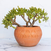 Jadebaum ‘Gollum’ - Crassula ovata Gollum - Bakker
