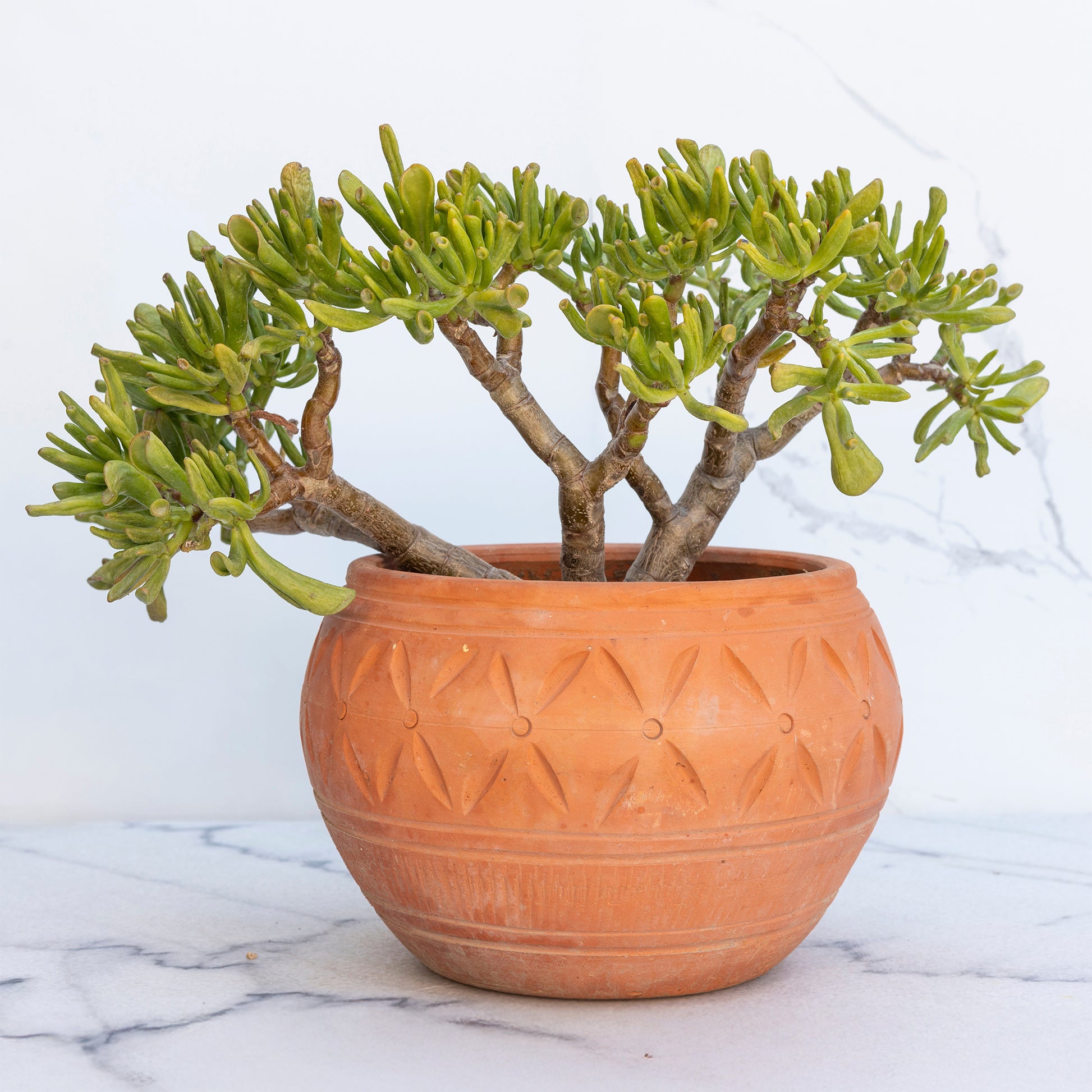 Jadebaum ‘Gollum’ - Crassula ovata Gollum - Bakker
