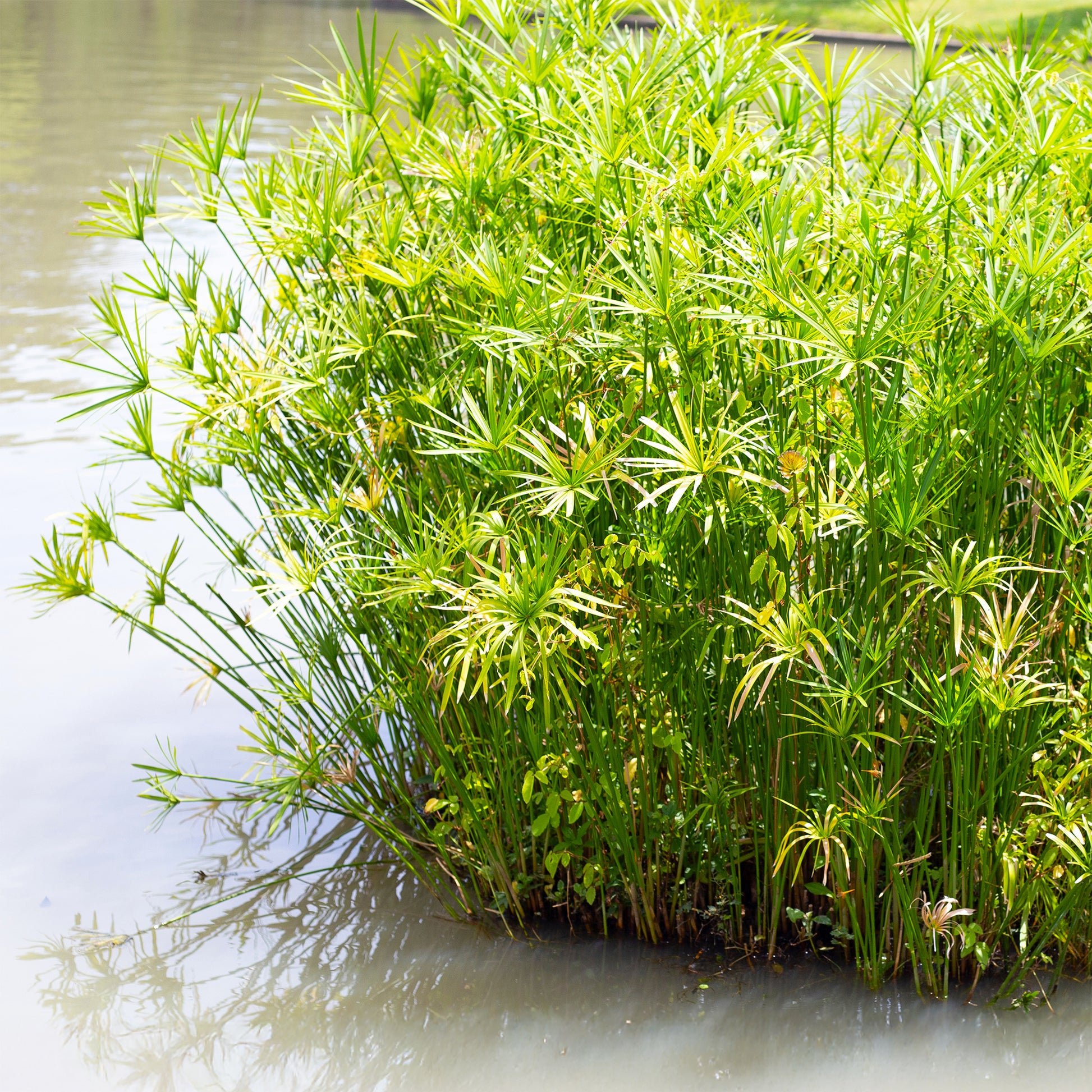Cyperus alternifolius - Zypergras - Uferpflanzen