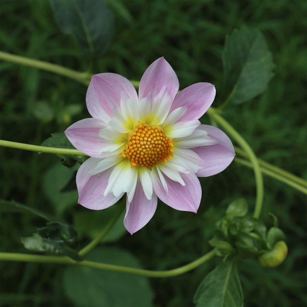Dahlia Teesbrooke Audrey - Halskrausen-Dahlie ‘Teesbrooke Audrey’ - Dahlien-Zwiebeln