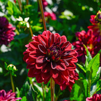 Dahlia Arabian Night - Dahlie ‘Arabian Night’ - Dahlien-Zwiebeln