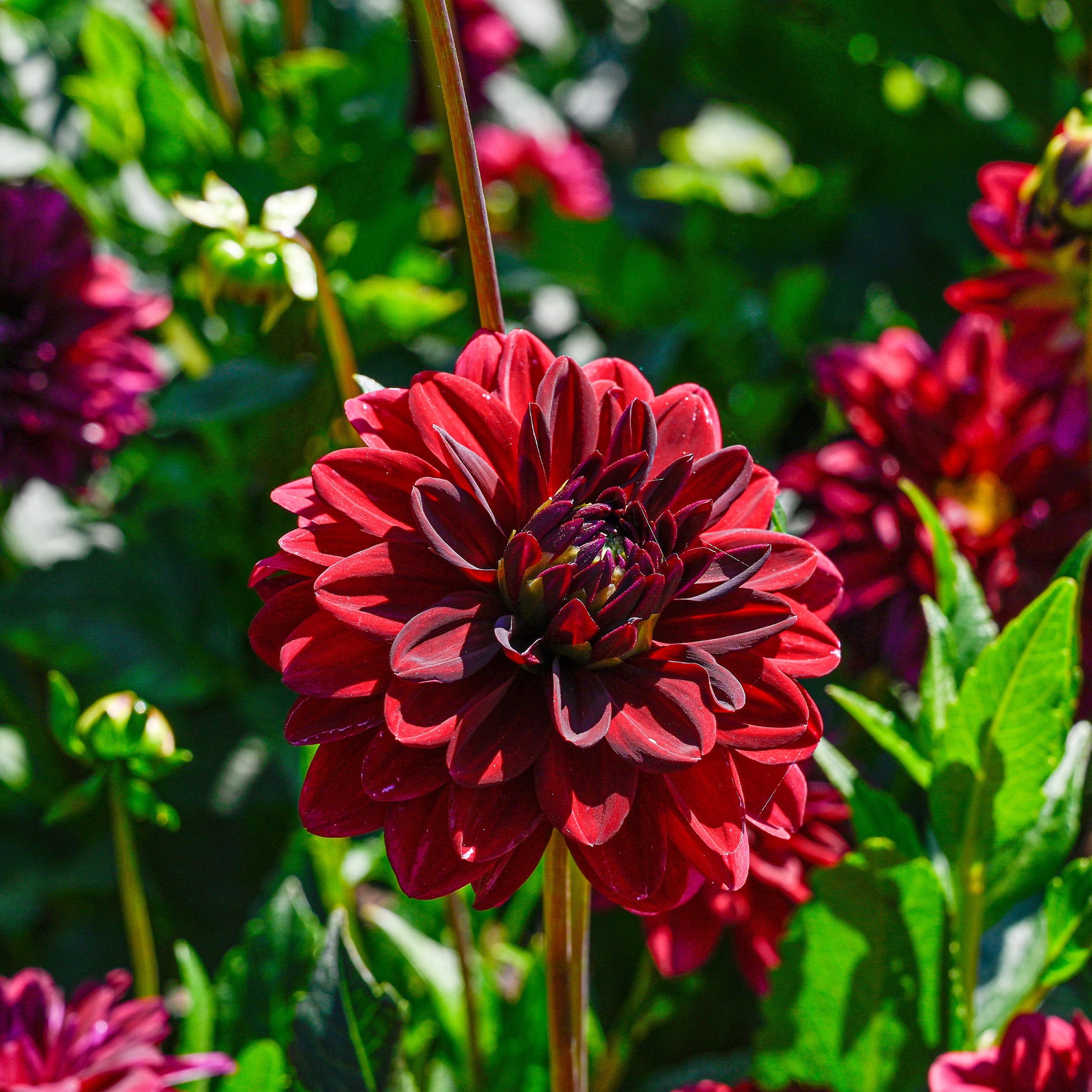 Dahlia Arabian Night - Dahlie ‘Arabian Night’ - Dahlien-Zwiebeln