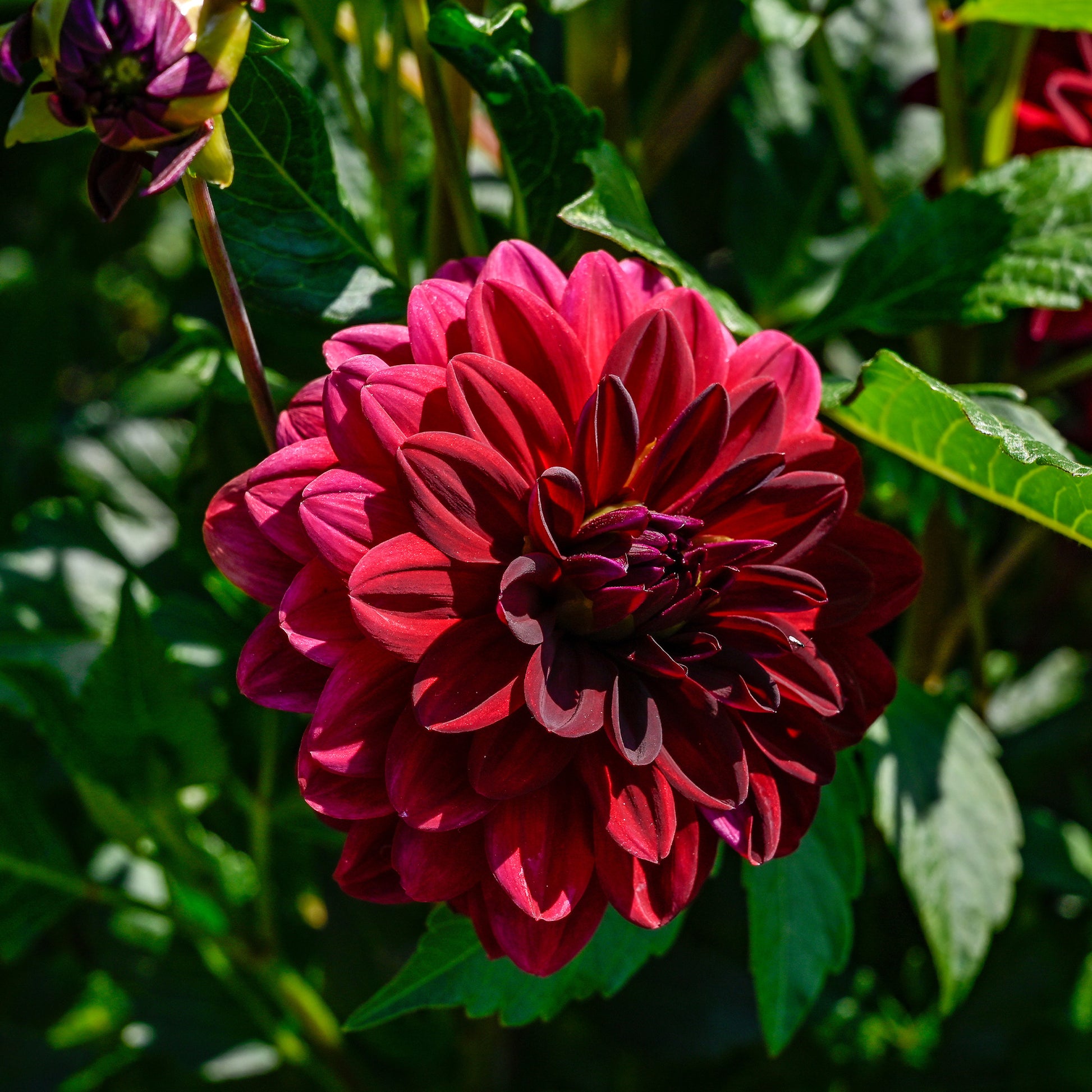 Dahlie ‘Arabian Night’ - Bakker