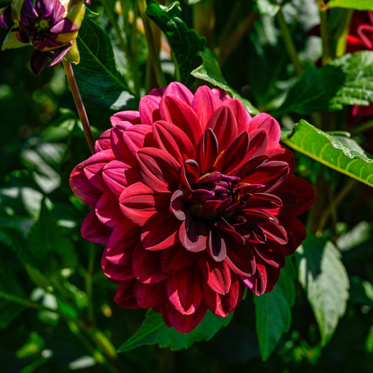 Dahlie ‘Arabian Night’ - Bakker