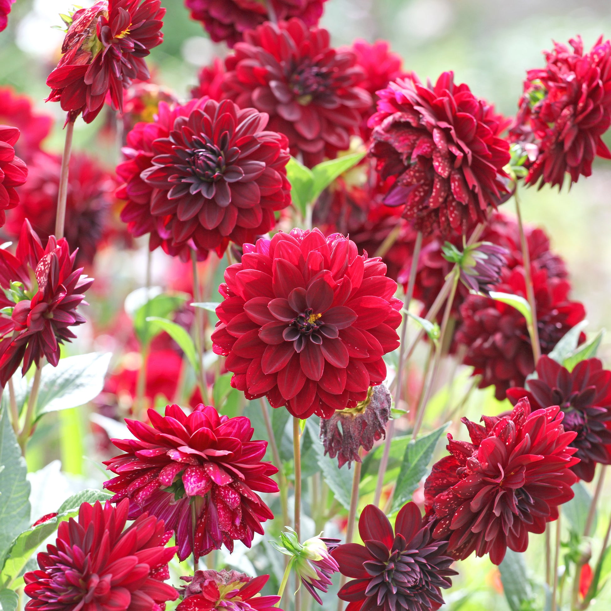 Dahlie ‘Arabian Night’ - Dahlia Arabian Night - Bakker