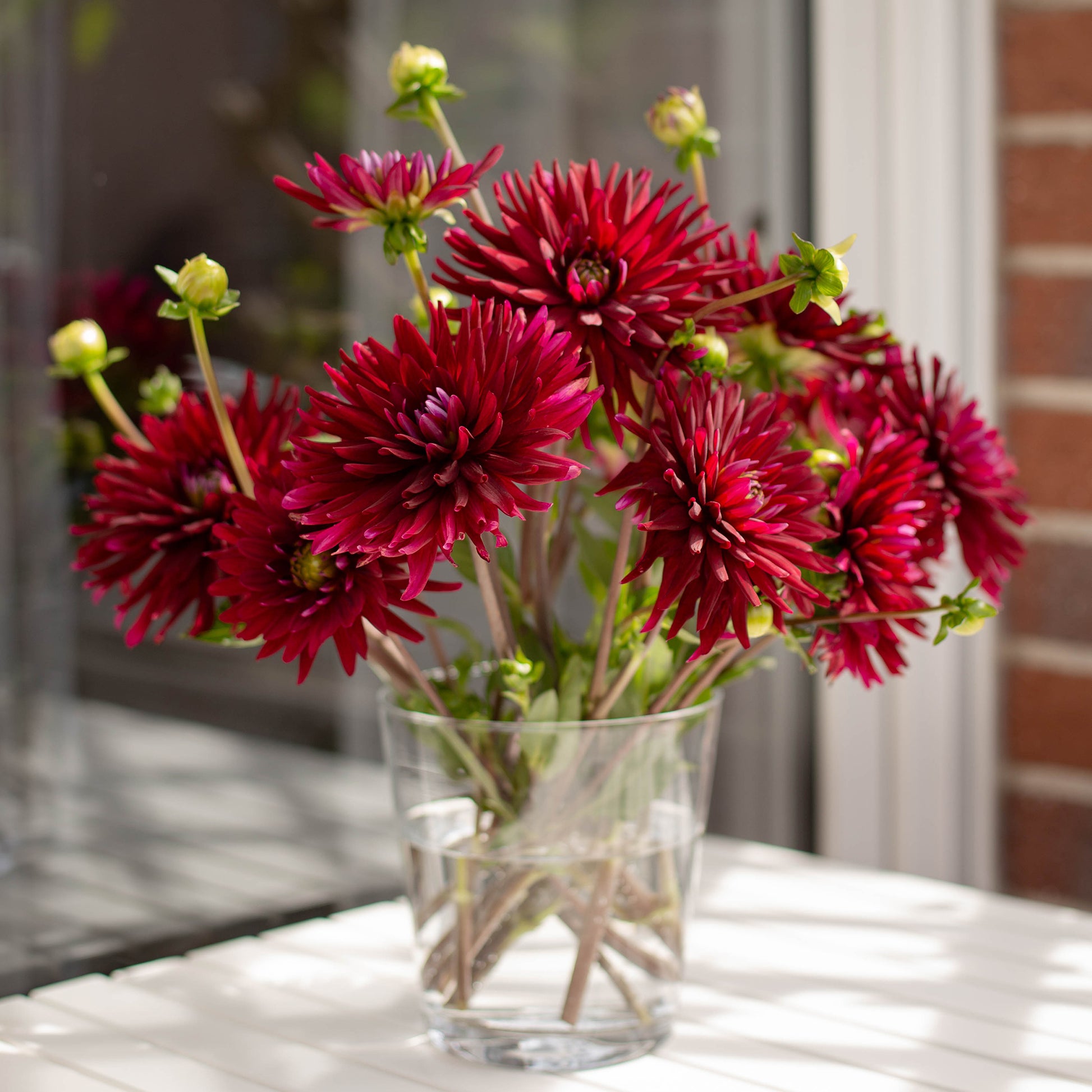 Dahlia Black Narcissus - Kaktusdahlien Black Narcissus (x3) - Dahlien-Zwiebeln