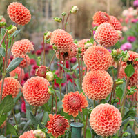 Dahlia Cornel Brons - Ball-Dahlie ‘Cornel Bronze’ - Dahlien-Zwiebeln