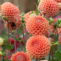 Ball-Dahlie ‘Cornel Bronze’ - Dahlia Cornel Brons - Bakker