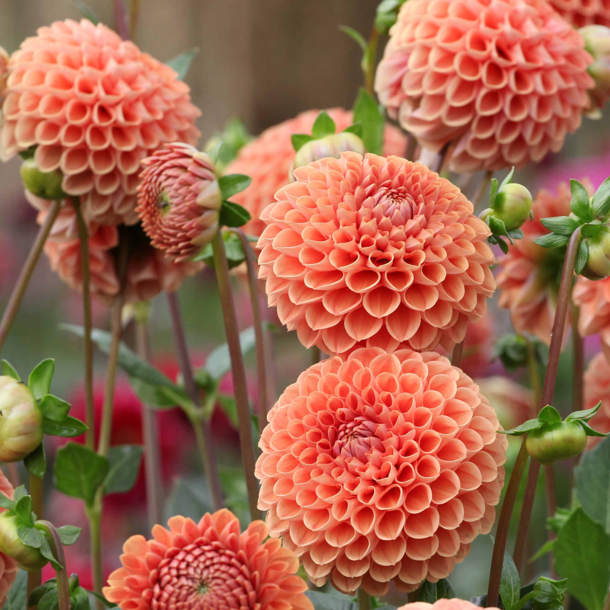 Ball-Dahlie ‘Cornel Bronze’ - Dahlia Cornel Brons - Bakker
