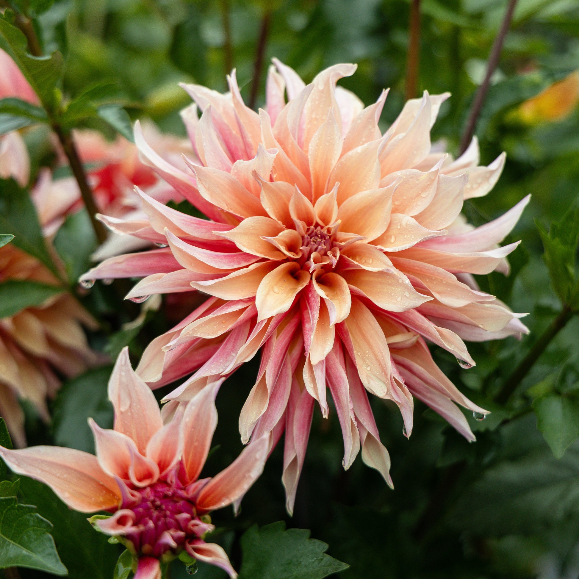 Dekorative Dahlie Labyrinth - Dahlia Labyrinth - Bakker