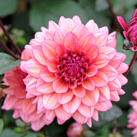 Dahlien-Zwiebeln - Dahlie 'Molly Raven' - Dahlia Molly Raven
