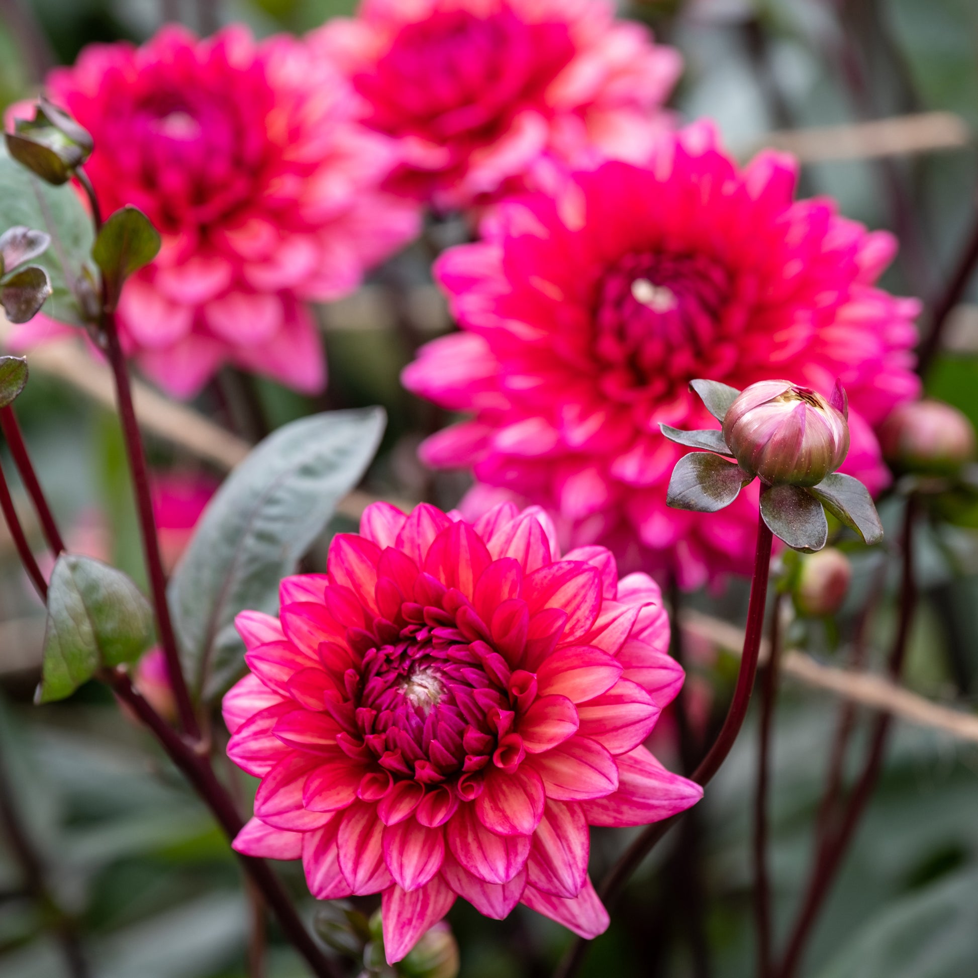 Dahlie 'Molly Raven' - Dahlia Molly Raven - Bakker