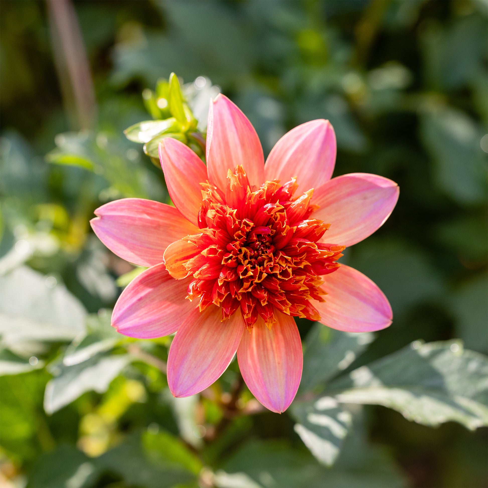 Dahlia Totally Tangerine - Anemonen-Dahlie ‘Totally Tangerine’ - Dahlien-Zwiebeln