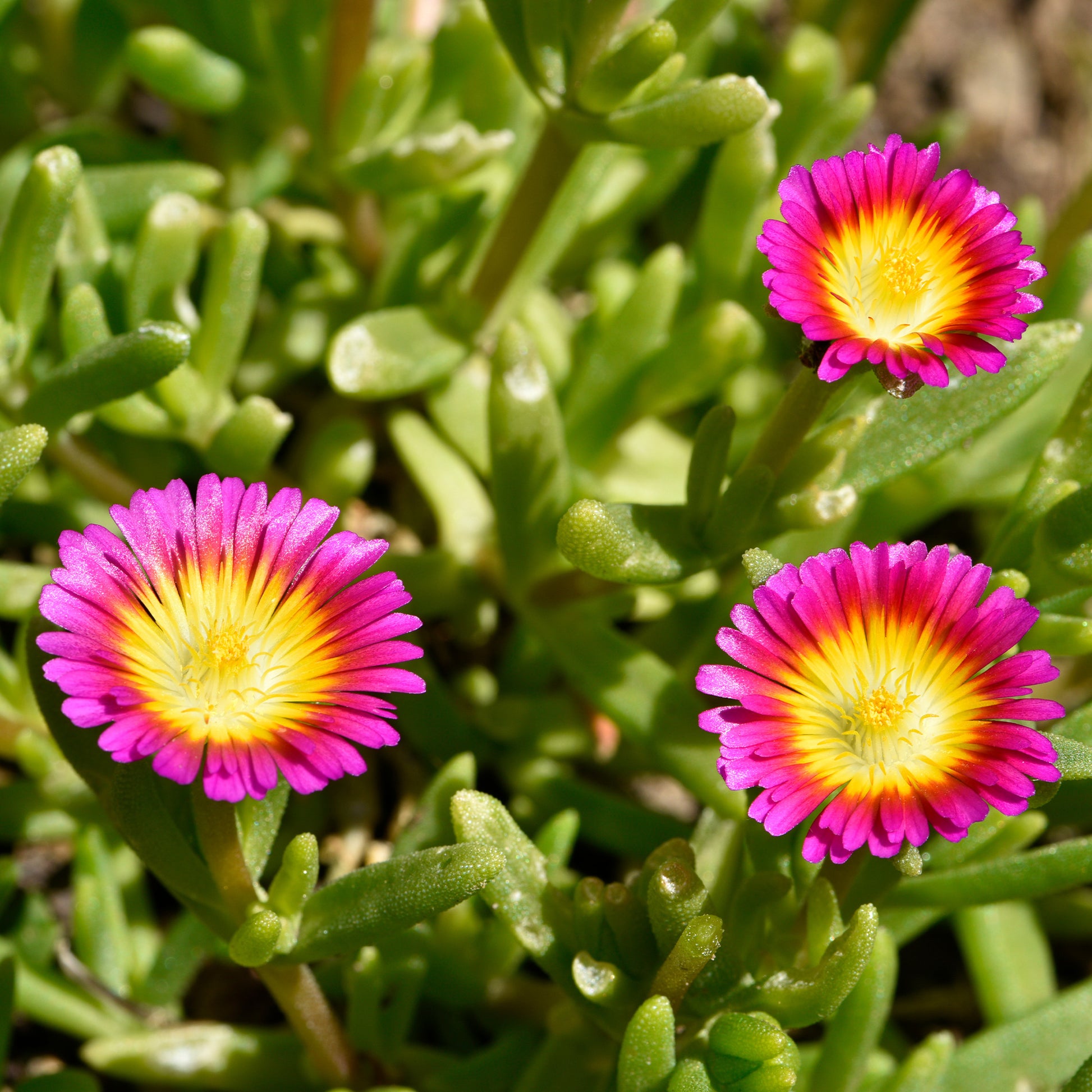 Mittagsblume 'Wheels of Wonder Hot Pink'® - Delosperma Wheels of Wonder® Hot Pink - Bakker