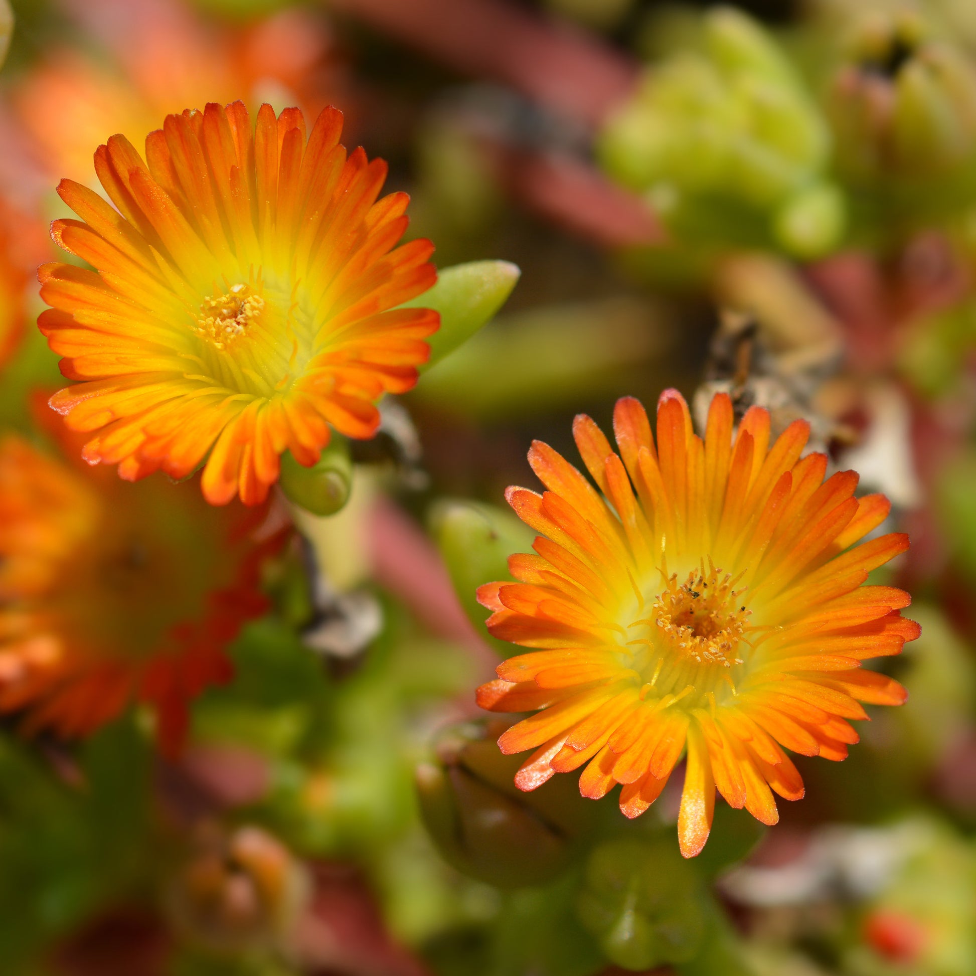 Mittagsblume ‘Wheels of Wonder’® Orange - Delosperma Wheels of Wonder® Orange - Bakker