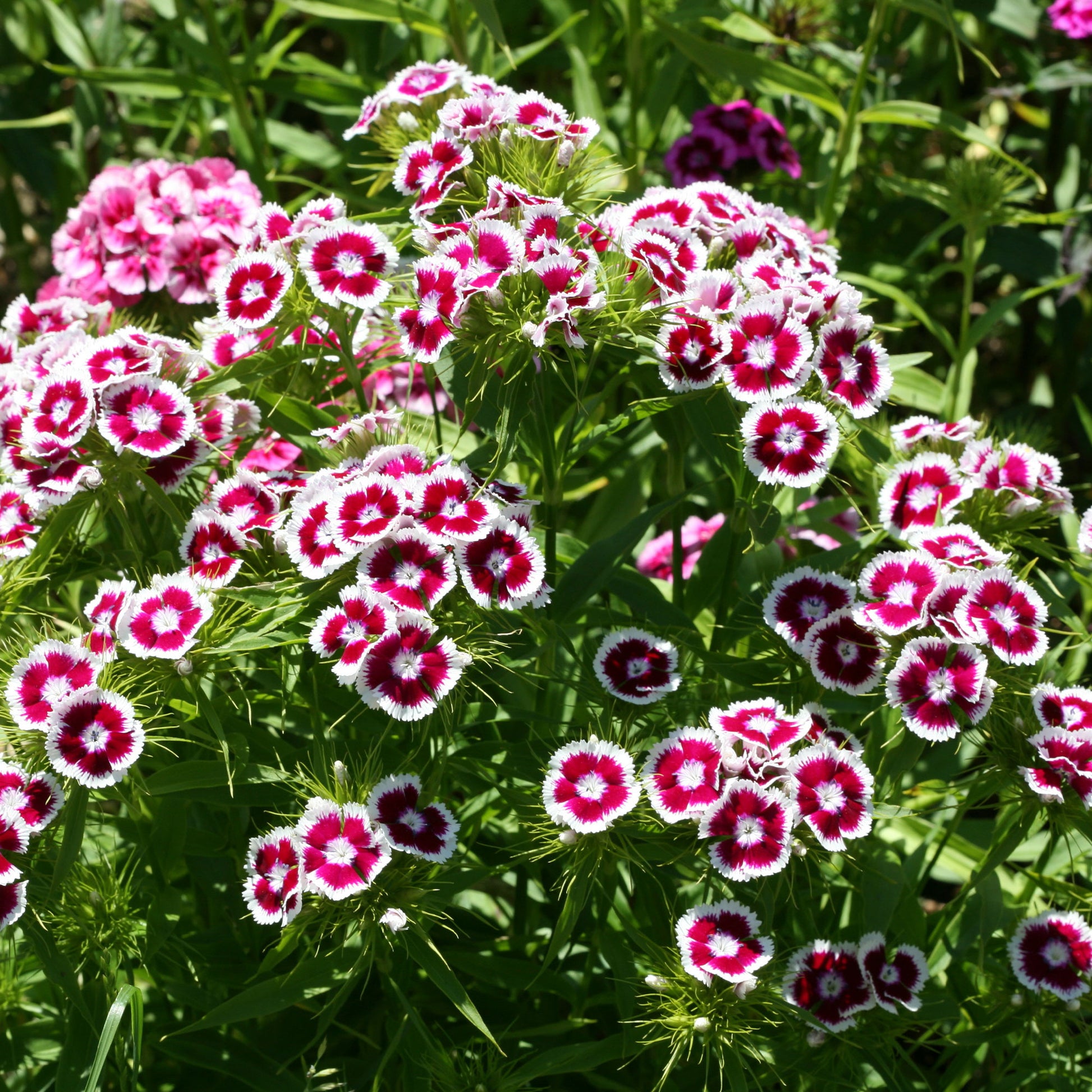 Dianthus barbatus Barbarini Purple Picotee - Bartnelke 'Barbarini Purple Picotee' - Nelken - Dianthus