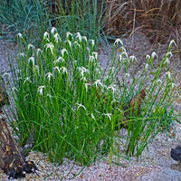 Sternengras - Dichromena colorata - Bakker