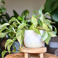 Efeutute - Epipremnum aureum - Bakker