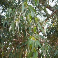 Eucalyptus citriodora - Zitronen-Eukalyptus - Eucalyptus - Eukalyptus