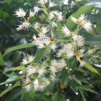 Australische Myrte ‘Newport’ - Eugenia myrtifolia Newport - Bakker