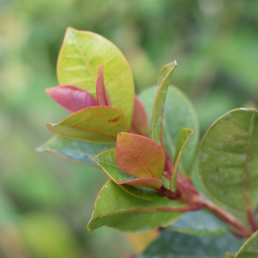 Australische Myrte ‘Newport’ - Bakker