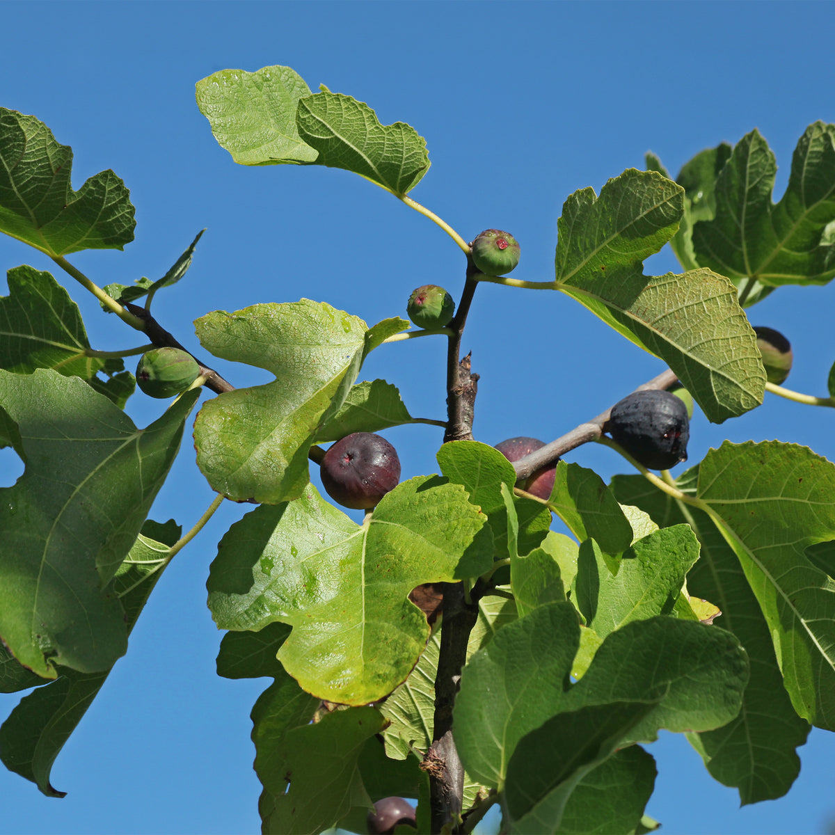 Feige 'Noire de Caromb'