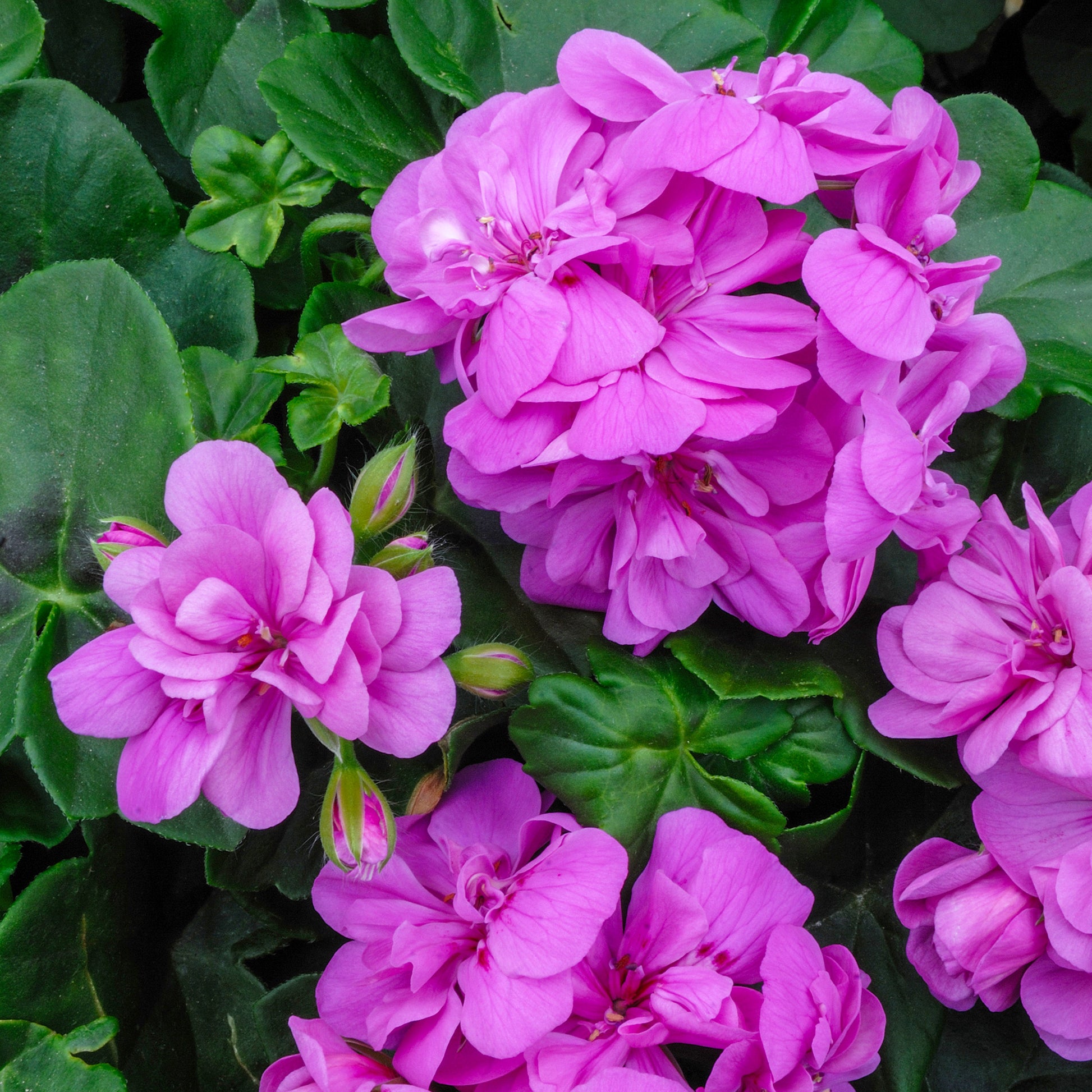 Efeu-Geranie gefüllt Lila - Pelargonium peltatum lilac - Bakker