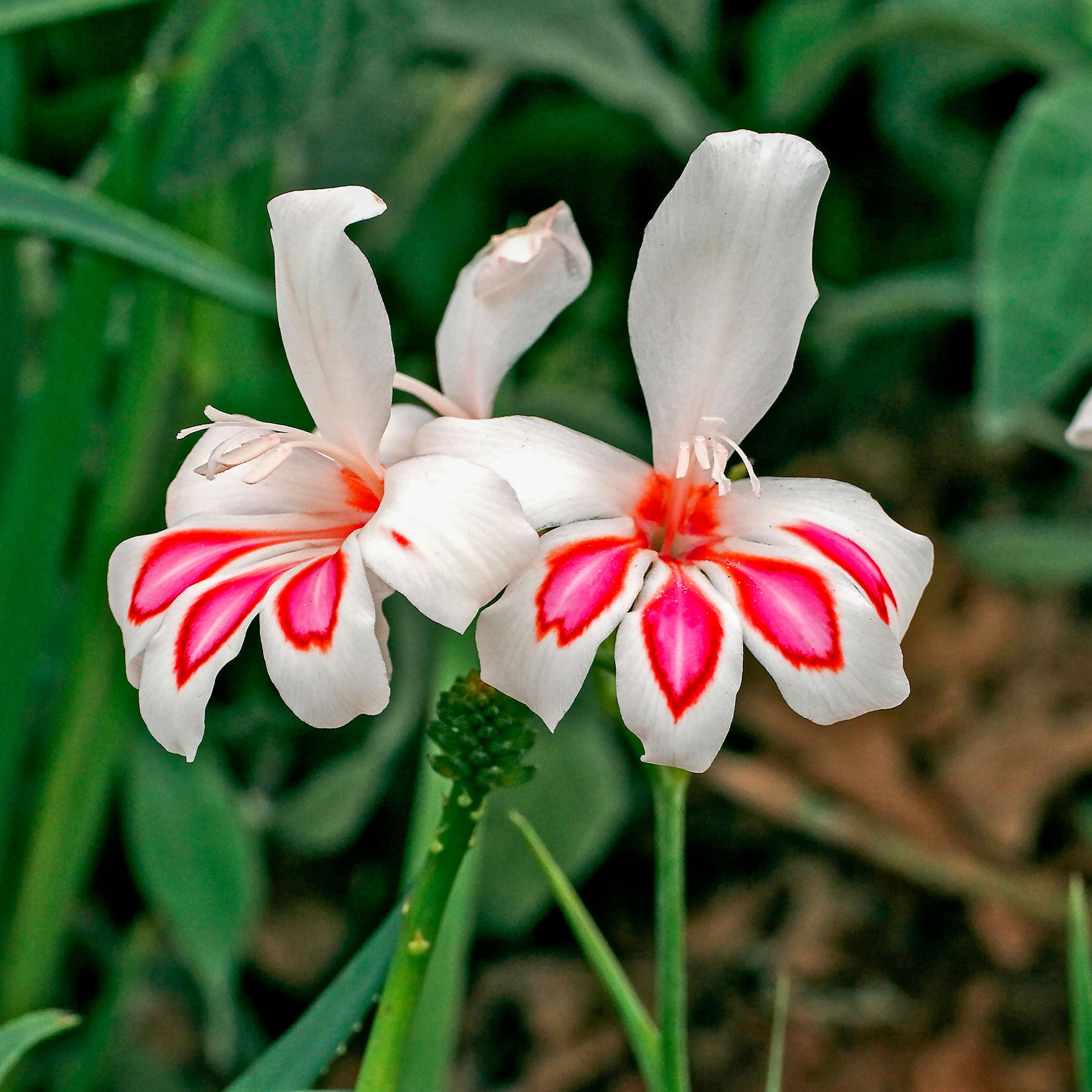 Verkauf Zwerg-Gladiolen ‘Prins Claus’ (x15) - Gladiolus nanus Prins Claus