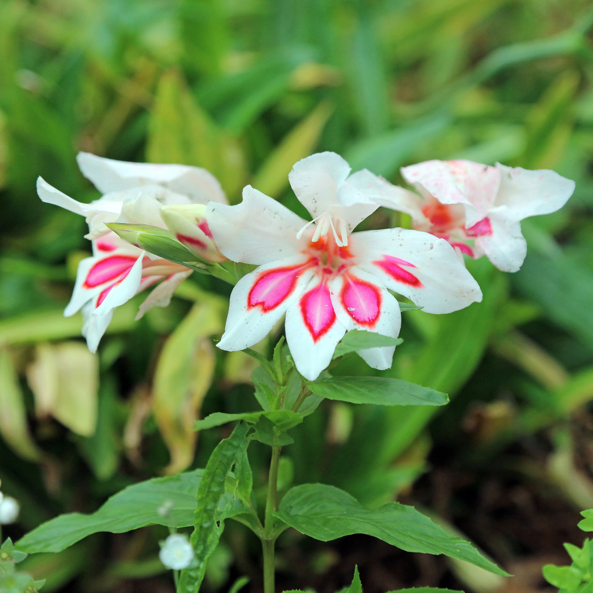 Gladiole-Zwiebeln - Zwerg-Gladiolen ‘Prins Claus’ (x15) - Gladiolus nanus Prins Claus