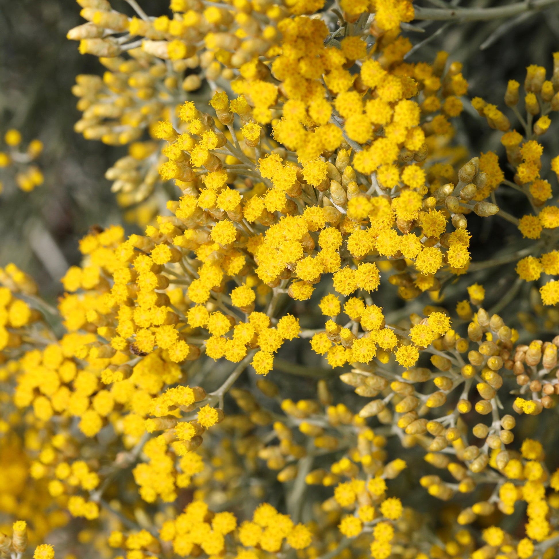Helichrysum italicum Aladin - Currykraut ‘Aladin’ - Stauden
