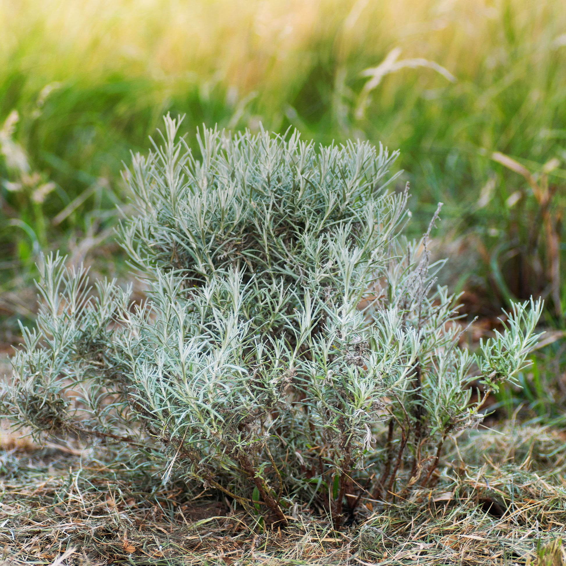 Currykraut ‘Aladin’ - Helichrysum italicum Aladin - Bakker