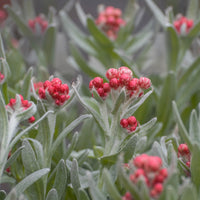 Currykraut ‘Ruby Cluster’® - Helichrysum amorginum Ruby Cluster ® - Bakker