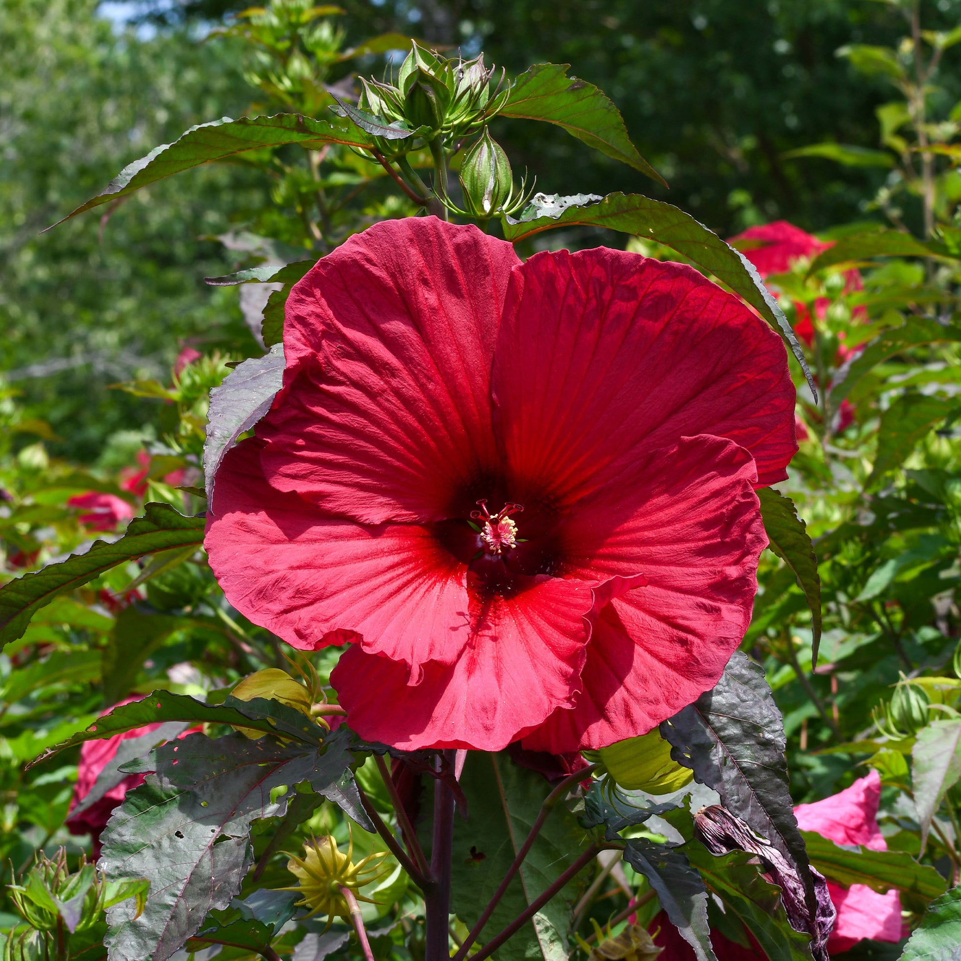 Sumpf-Eibisch ‘Carrousel® Giant Red’ - Bakker