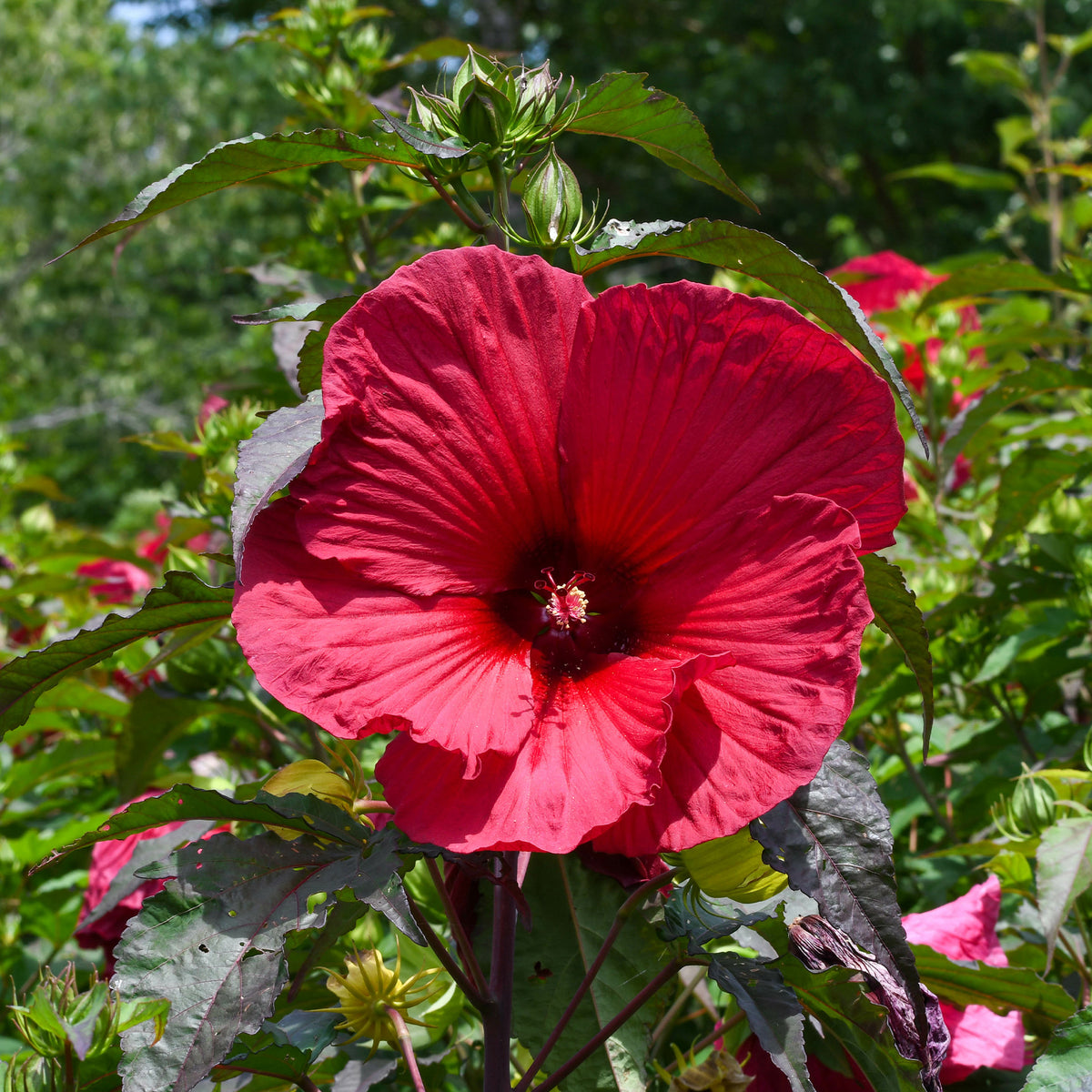 Sumpf-Eibisch ‘Carrousel® Giant Red’ - Bakker