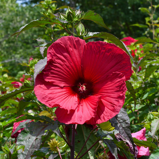 Sumpf-Eibisch ‘Carrousel® Giant Red’ - Bakker