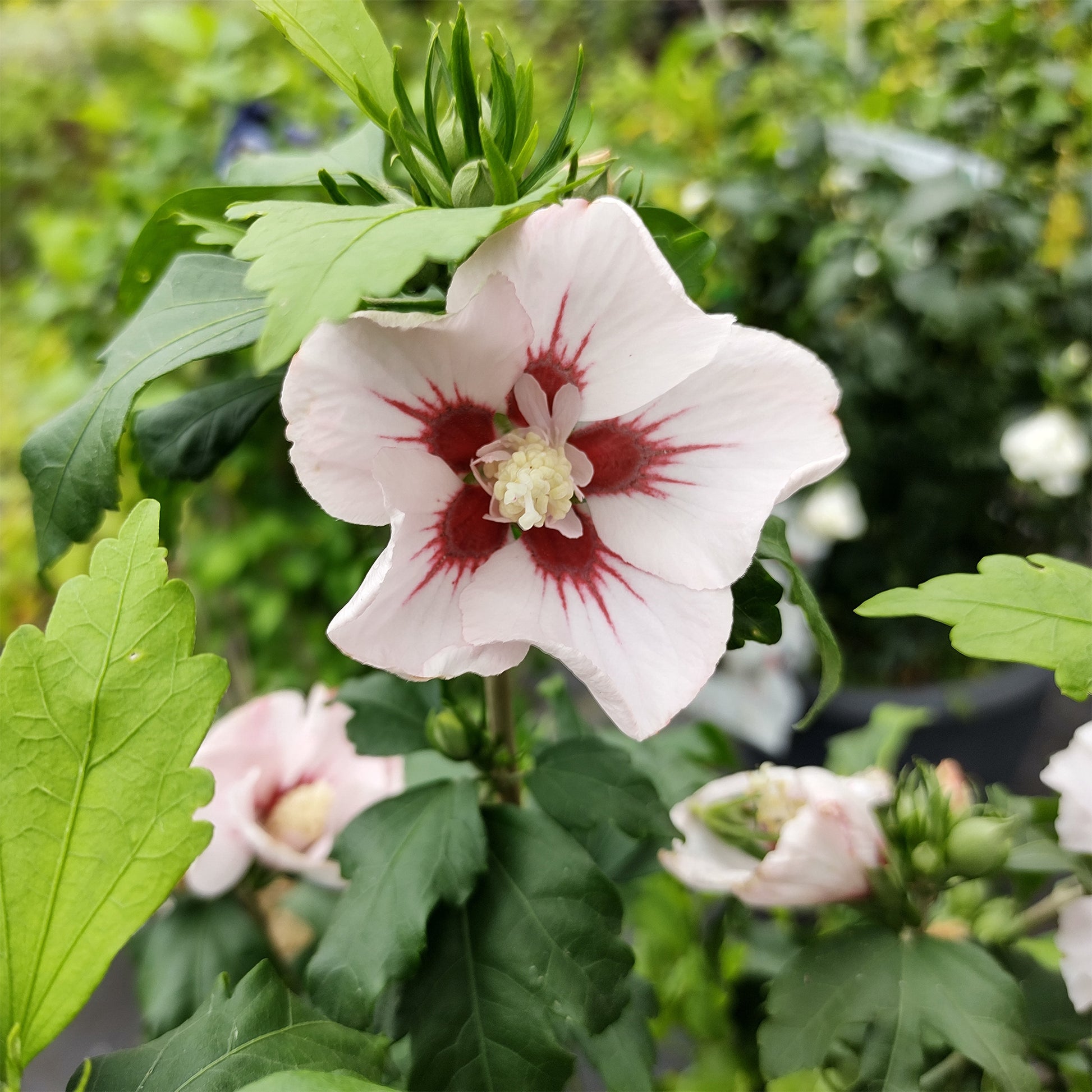 Japanischer Hibiskus ‘Hamabo’ - Hibiscus syriacus Hamabo - Bakker