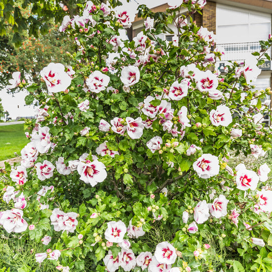 Japanischer Hibiskus ‘Hamabo’ - Bakker
