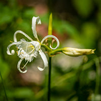 Spinnenlilie Weiß (x3) - Hymenocallis longipetala - Bakker