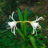 Spinnenlilie ‘Festalis’ (x3) - Hymenocallis x festalis - Bakker