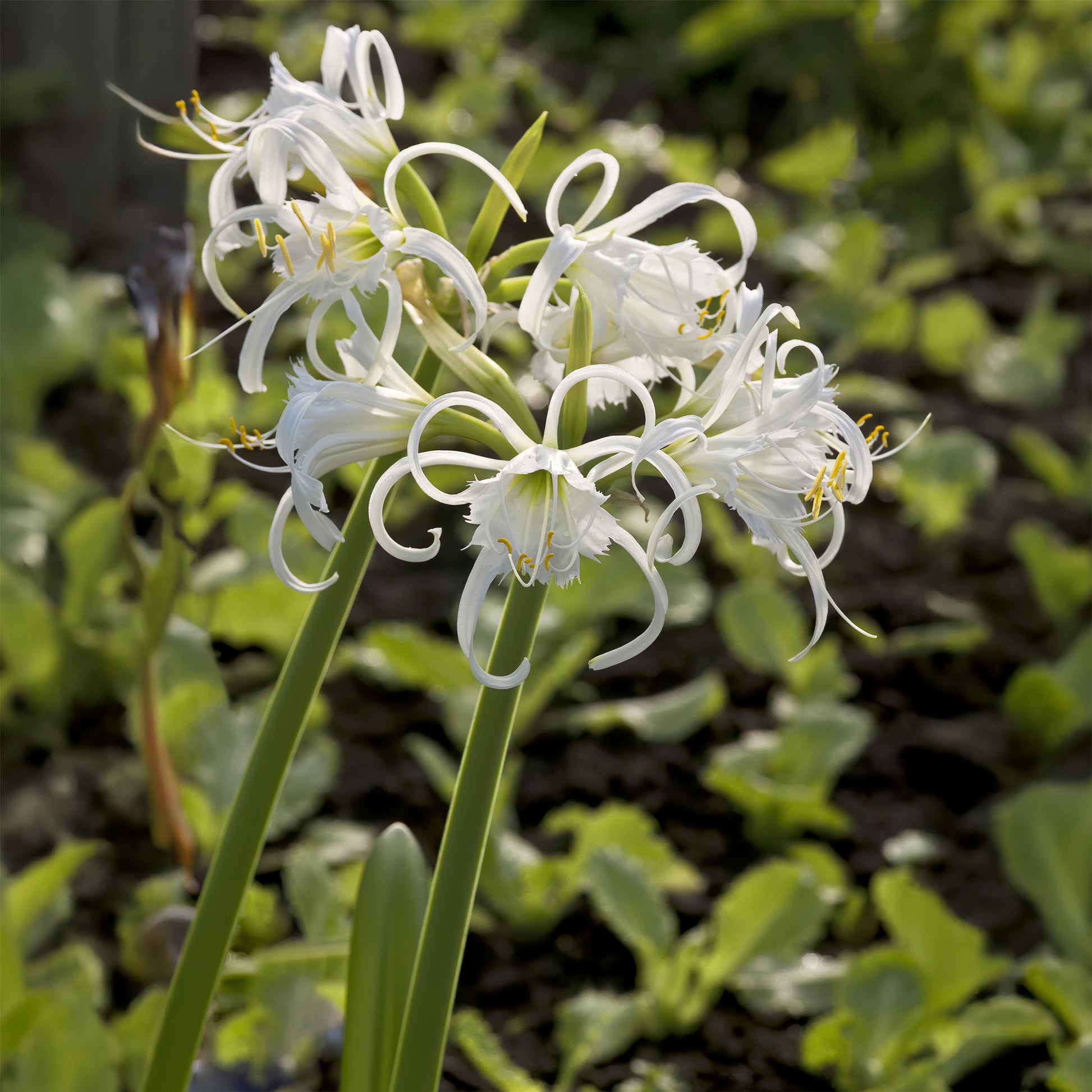 Spinnenlilie ‘Festalis’ (x3) - Bakker